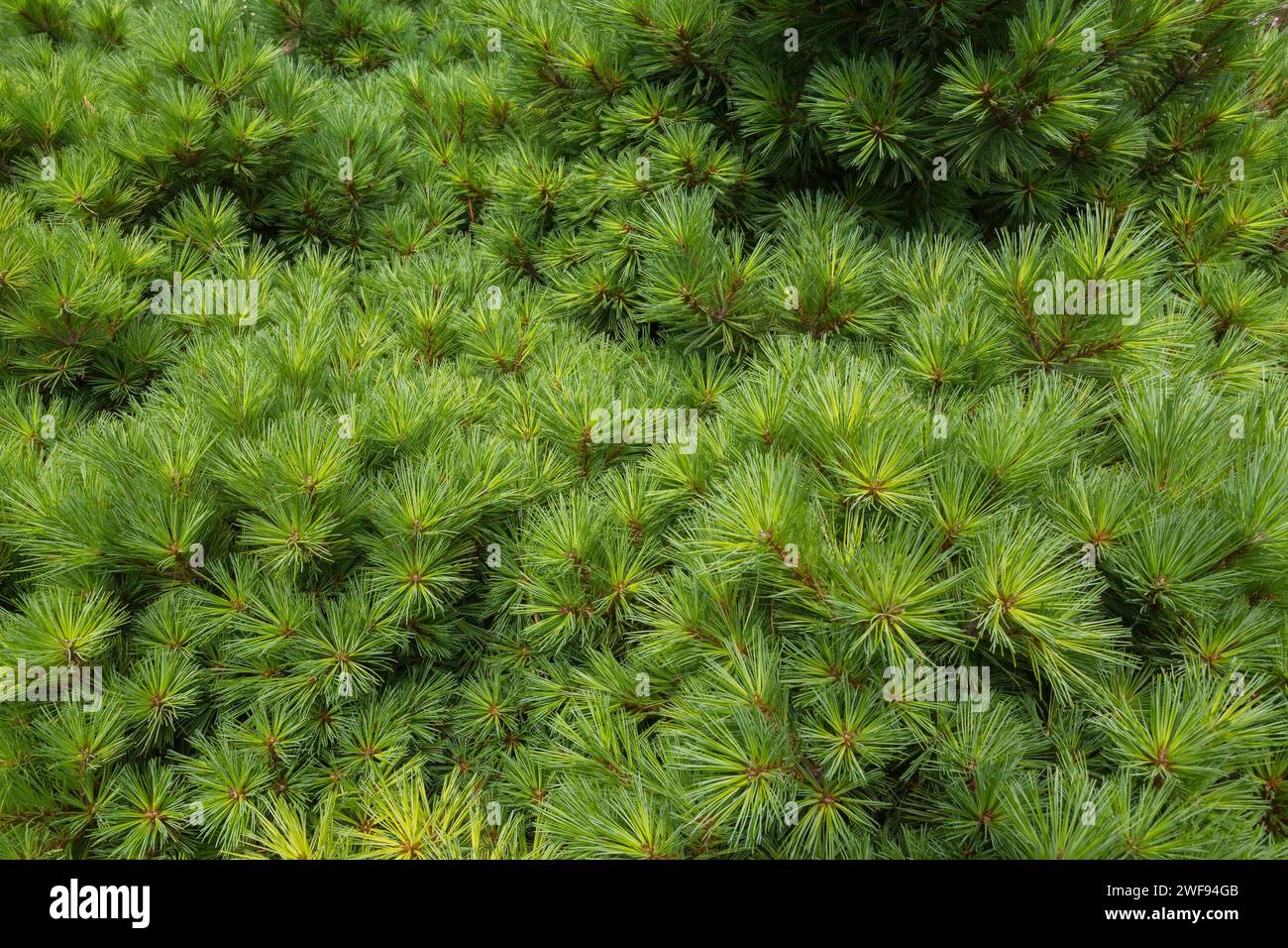 Pinus strobus 'Elkin's Dwarf - Eastern White Pine tree in summer. Stock Photo
