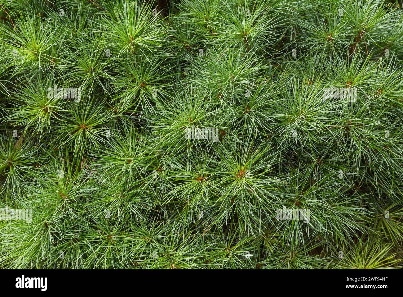 Pinus strobus 'Sea Urchin' - Eastern White Pine tree in summer. Stock Photo