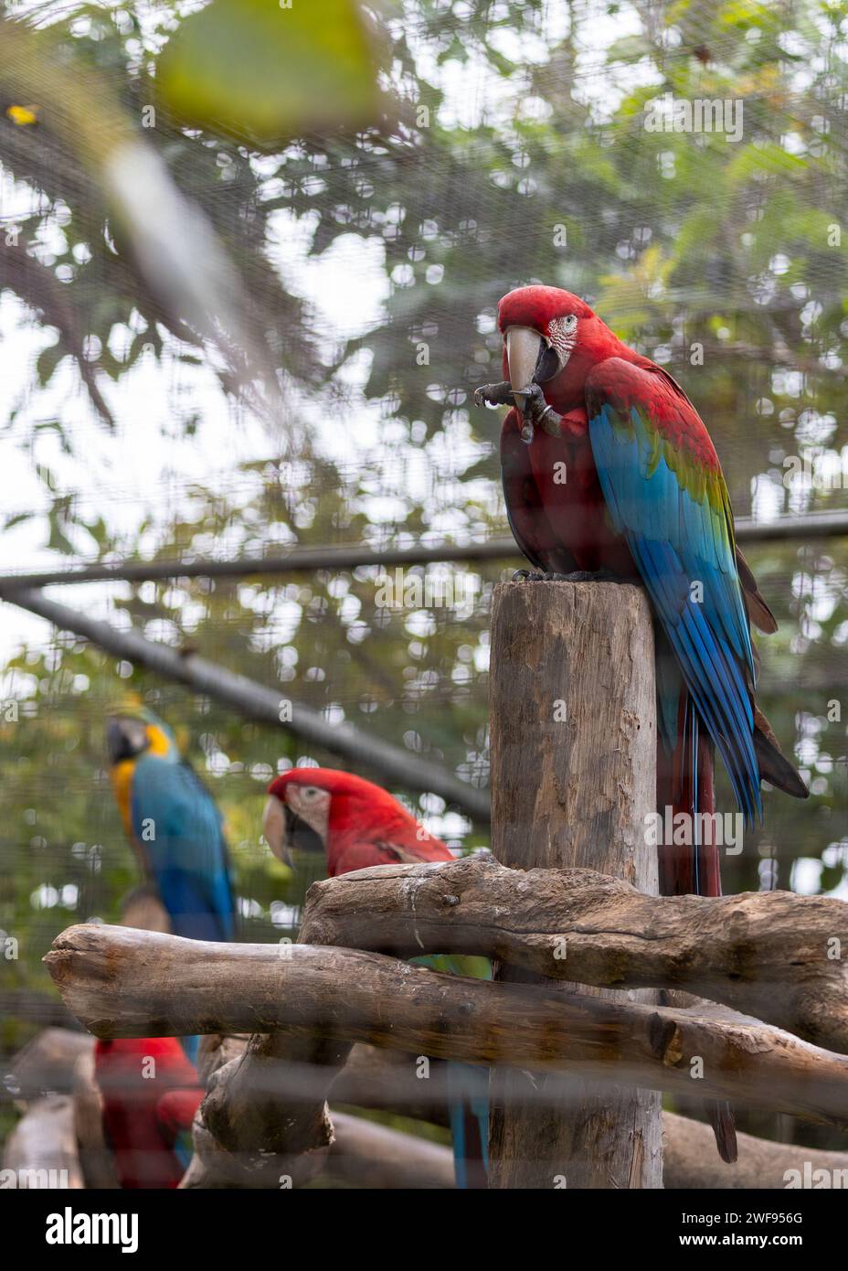 red-and-green-macaw-ara-chloropterus-avian-hq
