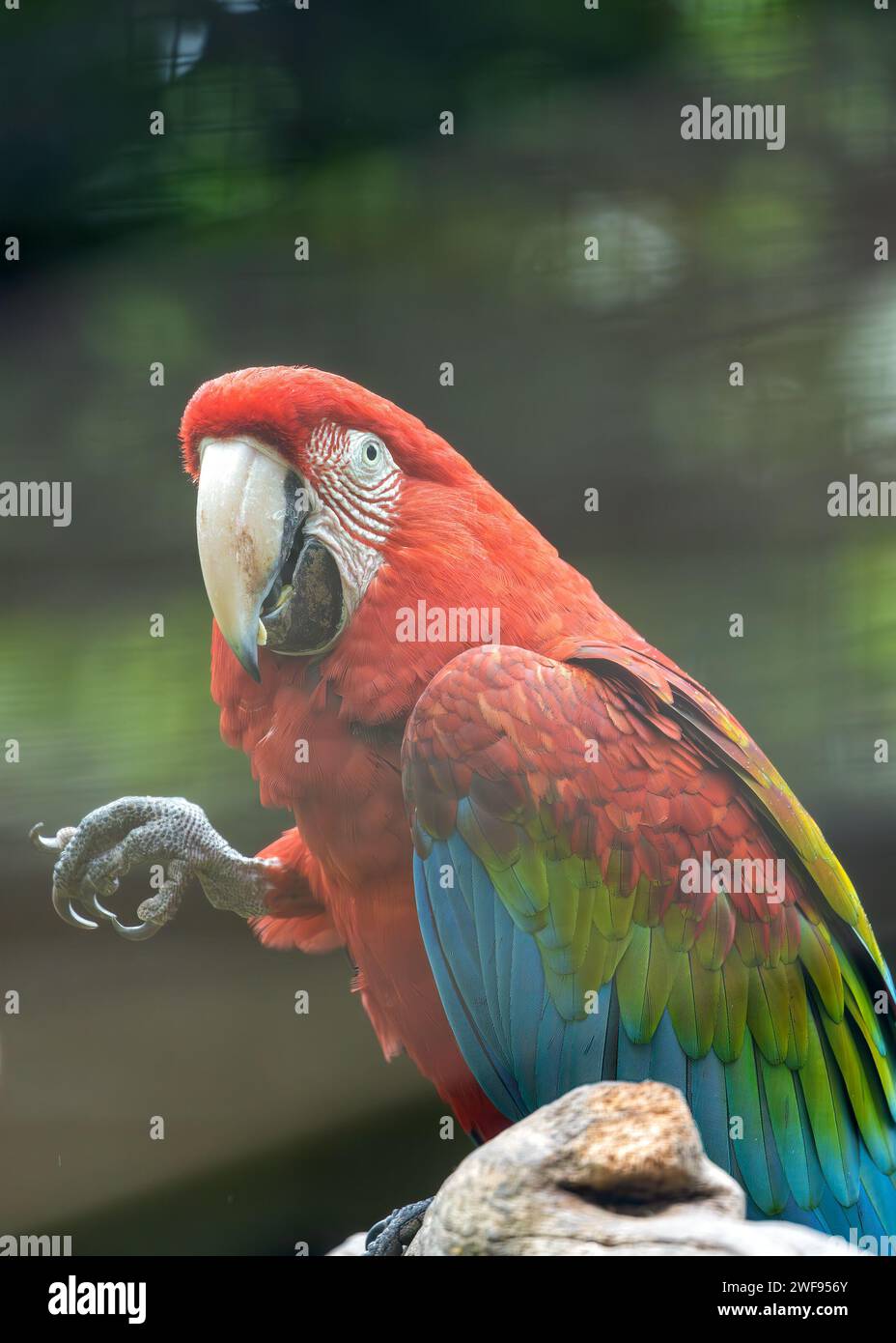Striking Red-and-Green Macaw, Ara chloropterus, soaring through the vibrant hues of the Amazon Rainforest, a symbol of South American biodiversity. Stock Photo