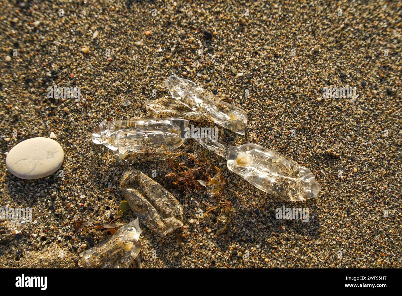 Salpa fusiformis, common salp, planctonic sp.chain of salp, washed on ...