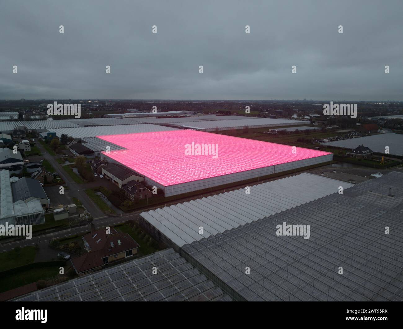 Artificial LED lights on greenhouses horticulture industry. Birds eye aerial drone view. Purple pink lighting. Stock Photo