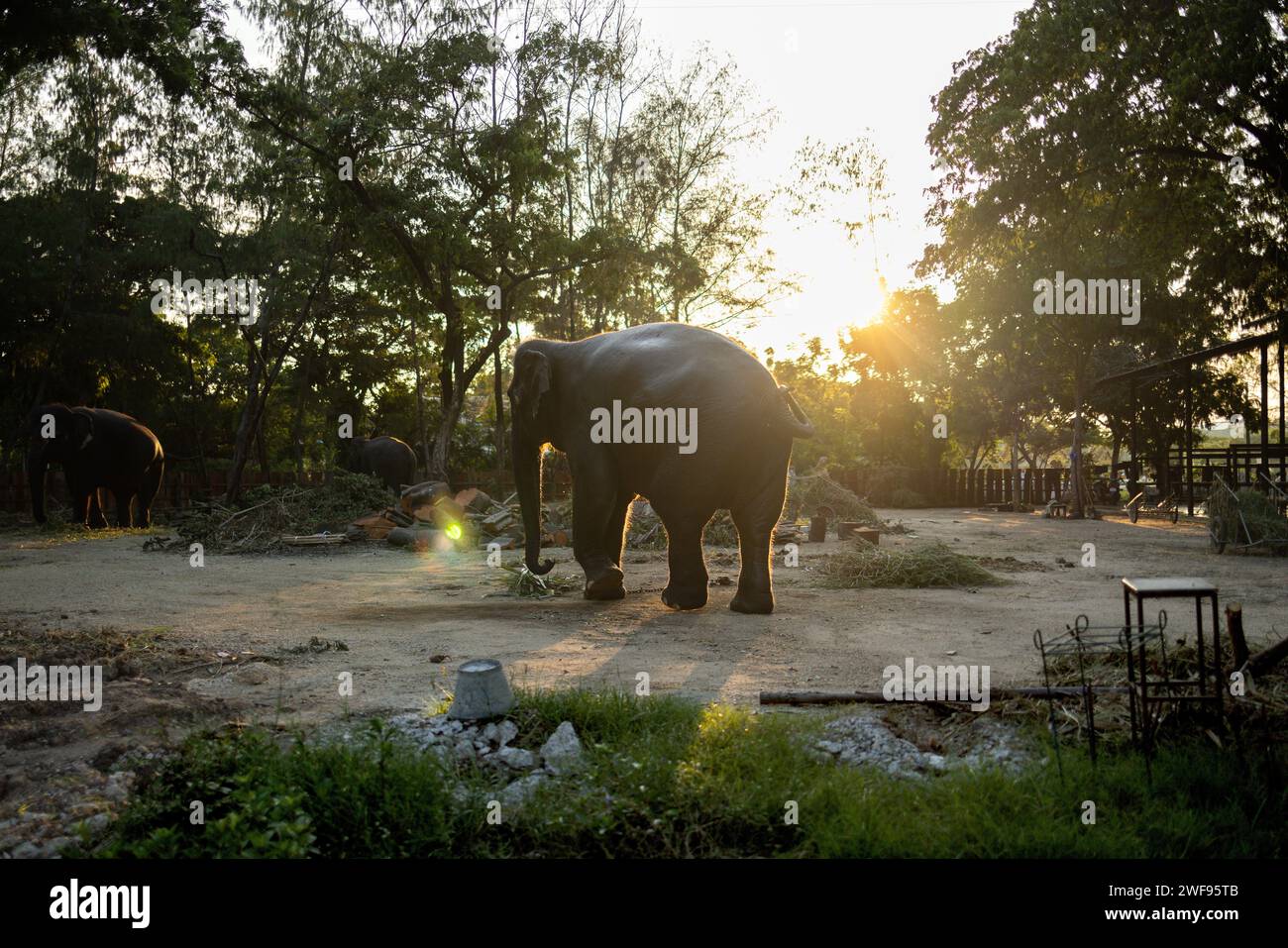A large elephant stands proudly in a dirt field, showcasing its immense size and strength. Stock Photo