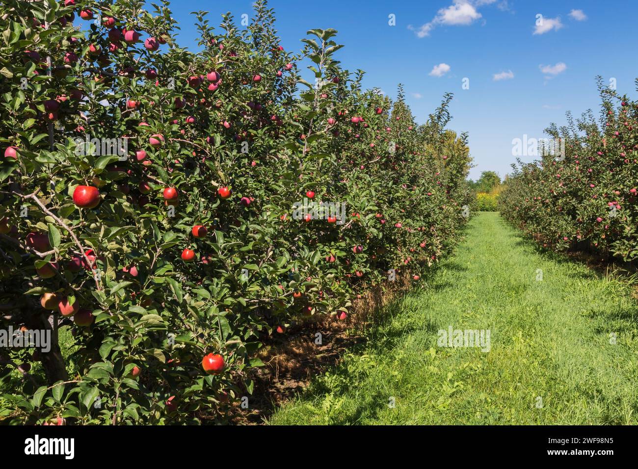 Malus domestica - Apple orchard with red fruit in late summer. Stock Photo