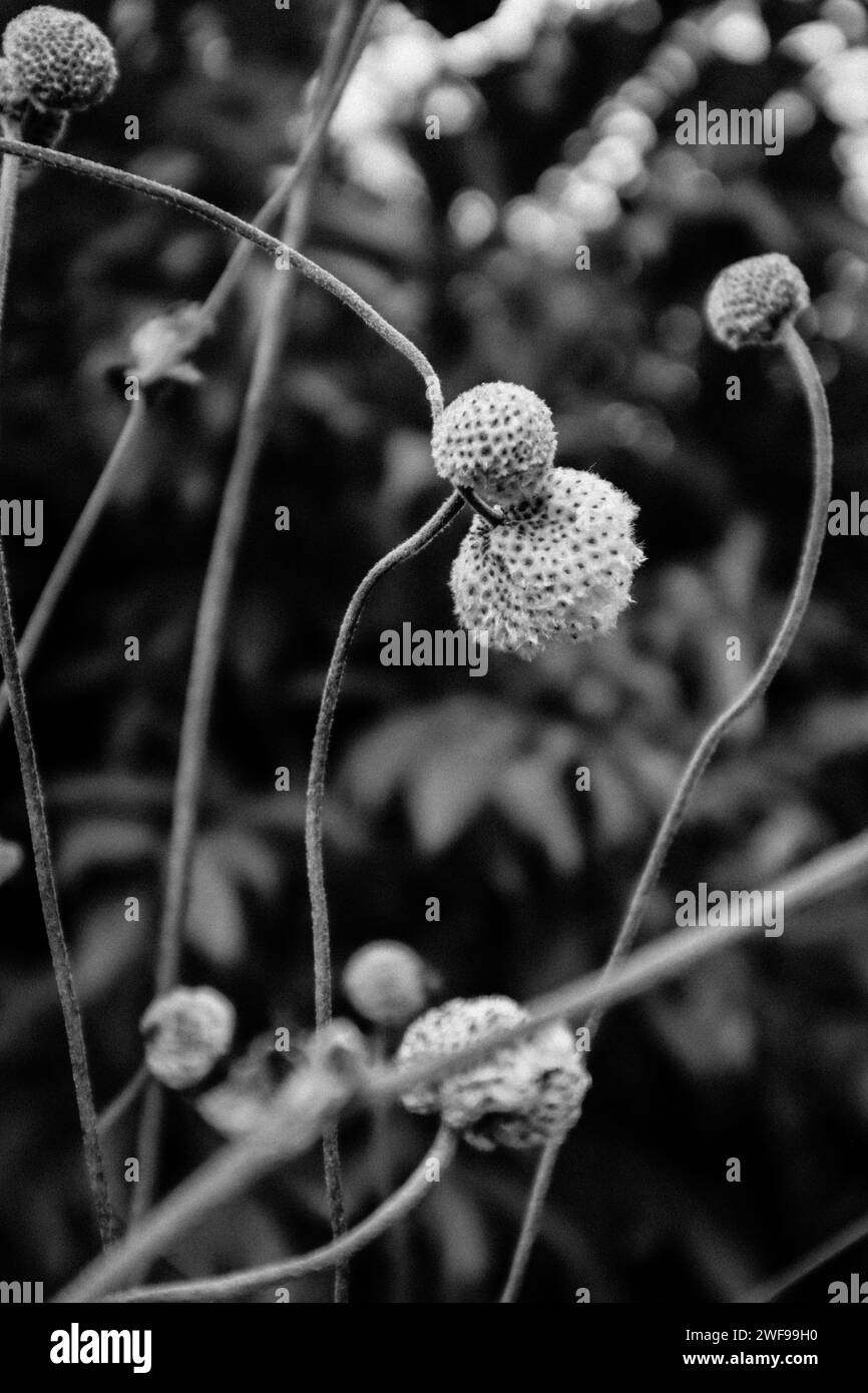 Anemone japonica seeds Black and White Stock Photos & Images - Alamy