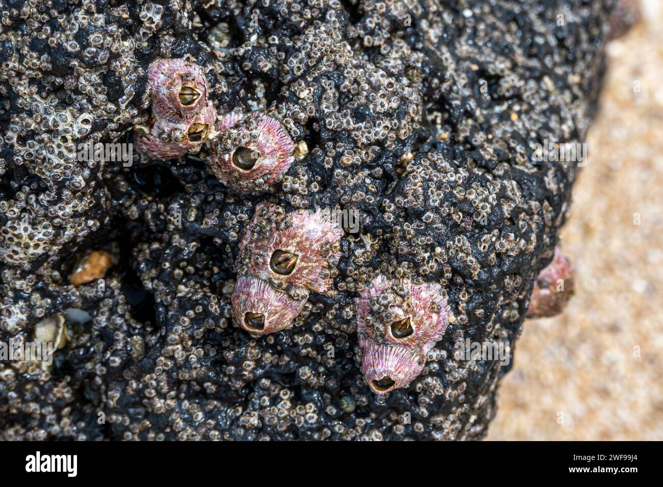 Pink barnacles, Riambel Beach, Mauritius, East Africa Stock Photo - Alamy