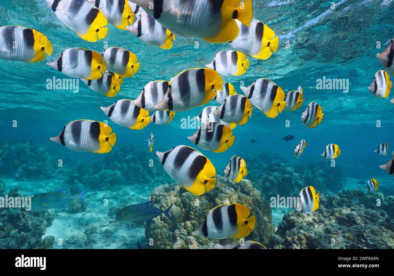 Tropical fish school of butterflyfish (Chaetodon ulietensis) underwater in the south Pacific ocean, natural scene, French Polynesia, Bora Bora Stock Photo