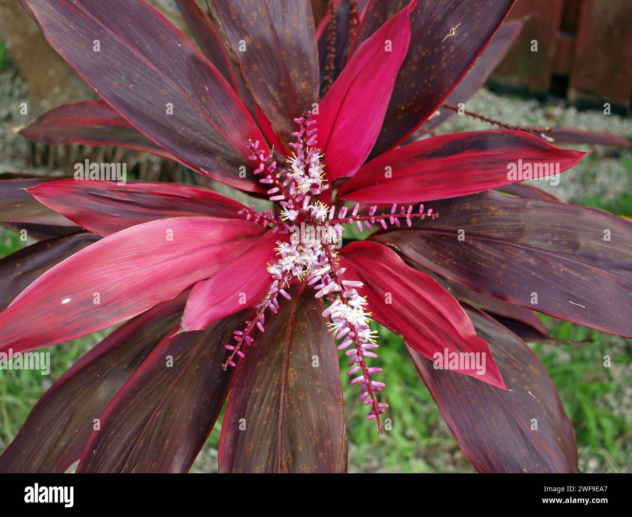 Close up of branch and flower of a red species of the Cordyline plant. Stock Photo