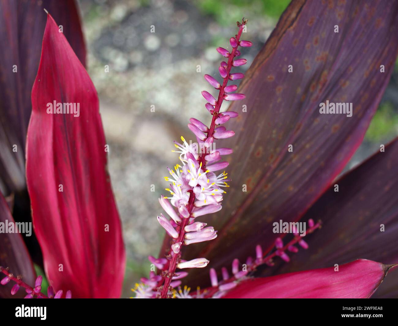 Details of flower of a red species of the Cordyline plant. Stock Photo