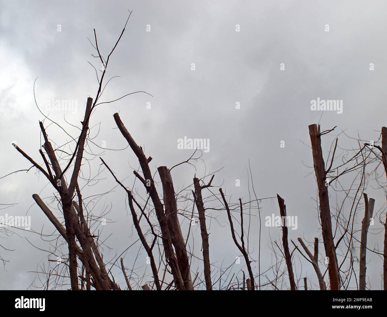 Leafless trees in a cloudy day of winter. Sad mood feeling. Stock Photo