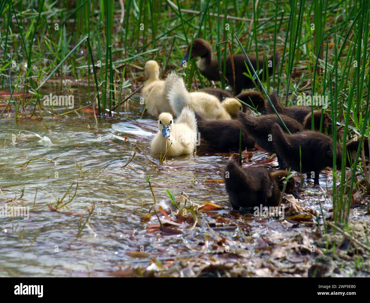 Motherless hi-res stock photography and images - Alamy