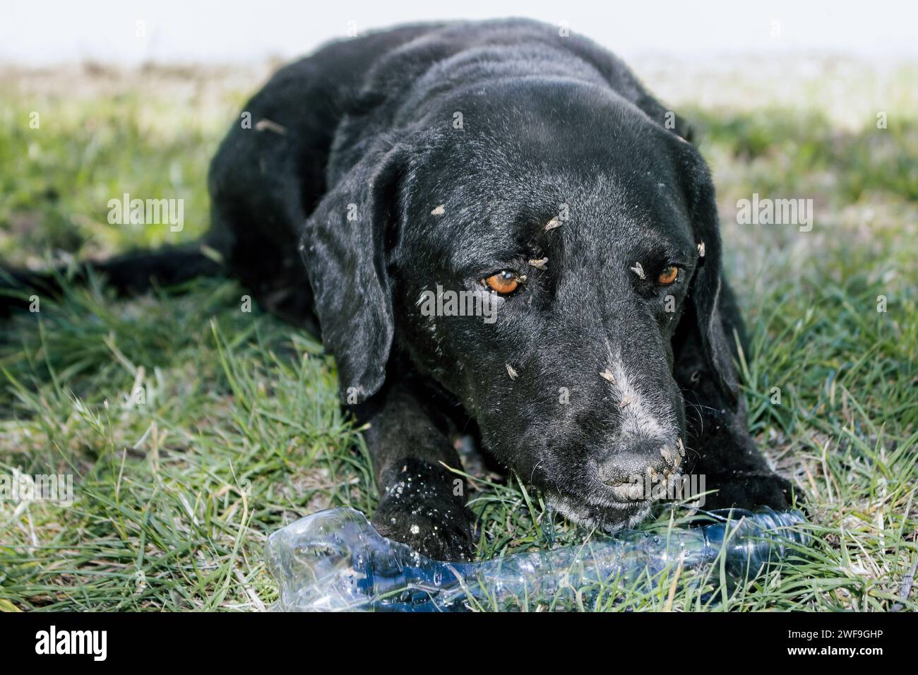 A black dog covered in flies while lying on the grass with sad face