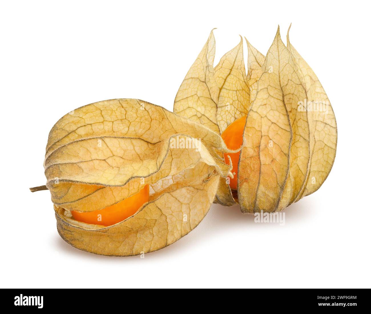 physalis path isolated on white Stock Photo