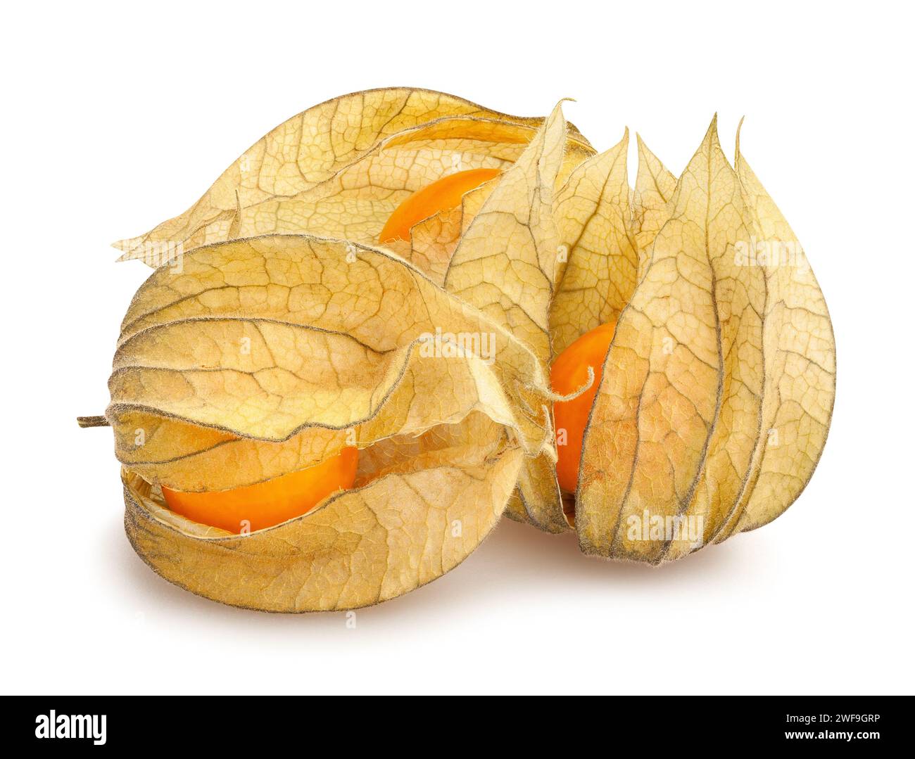 physalis path isolated on white Stock Photo