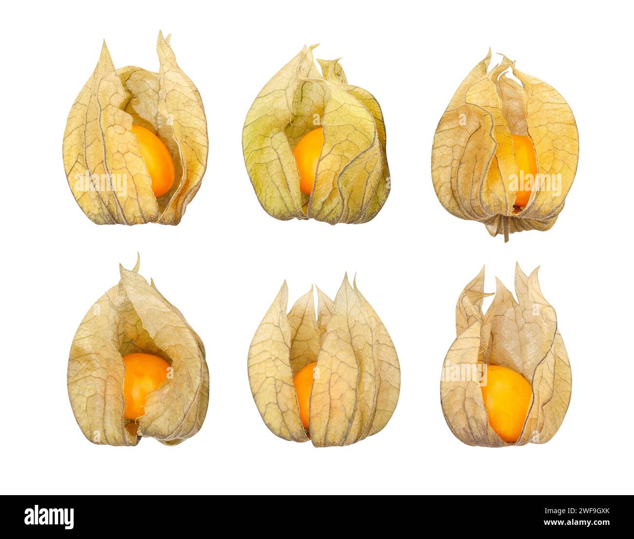 physalis path isolated on white Stock Photo