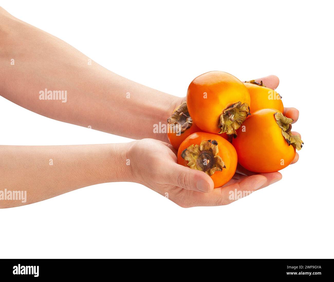persimmon in hand path isolated on white Stock Photo