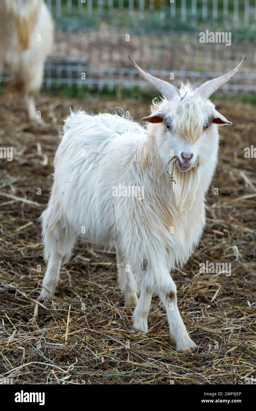 Parco zoo animali hi-res stock photography and images - Alamy