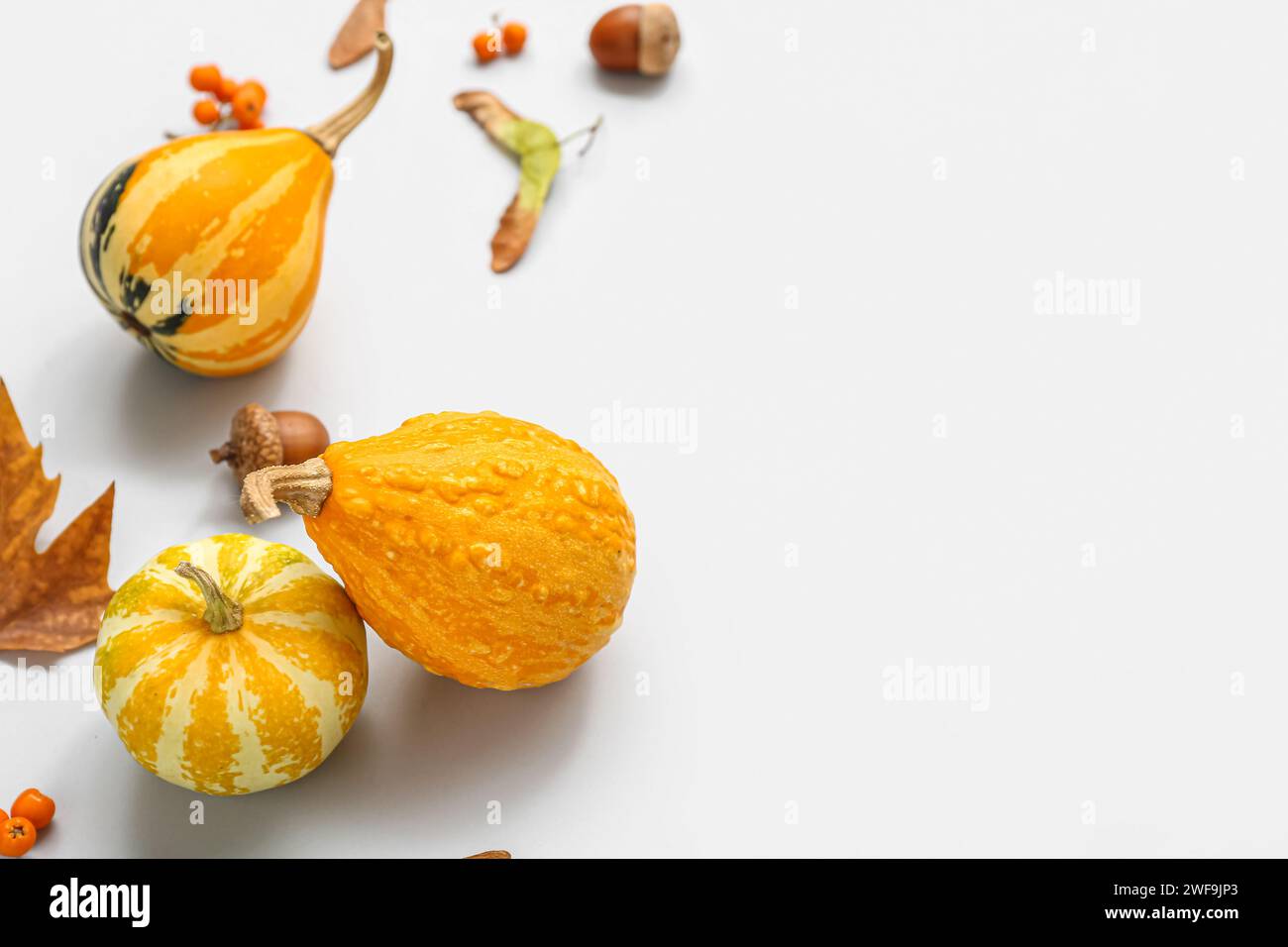 Autumn composition with pumpkins, acorns and viburnum on white ...