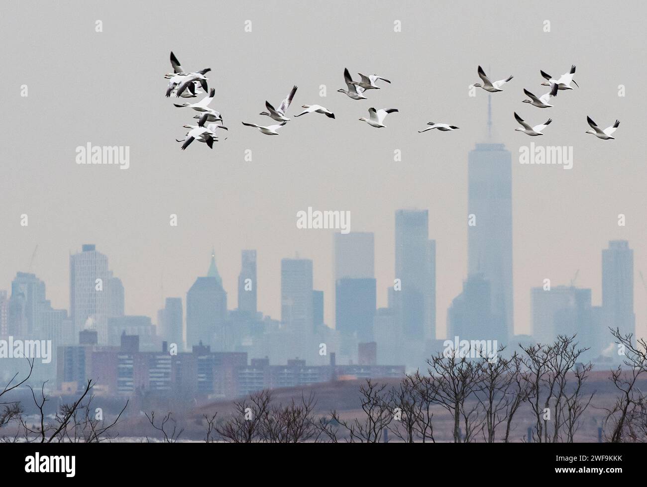 Snow geese flight against New York City skyline Stock Photo Alamy
