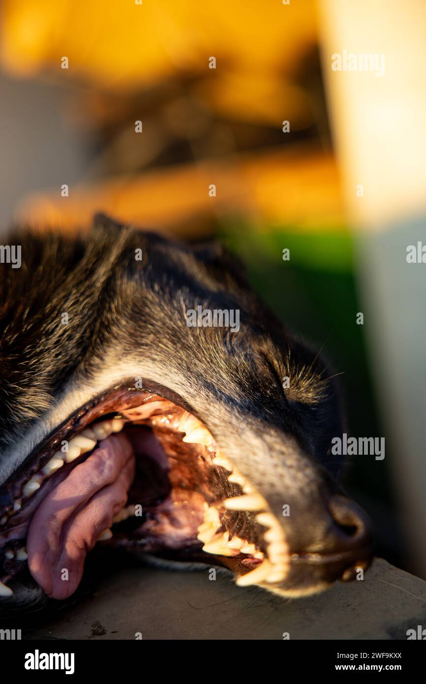 A cute dog puppy yawning in the sun. High quality photo Stock Photo