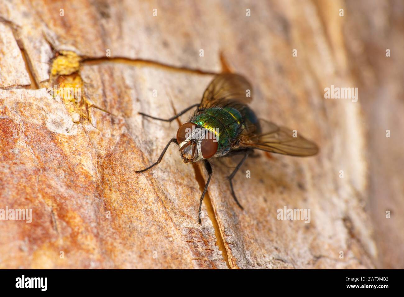 Lucilia sericata Common green bottle fly Sheep blow fly Family Calliphoridae Genus Lucilia fly wild nature insect wallpaper Stock Photo