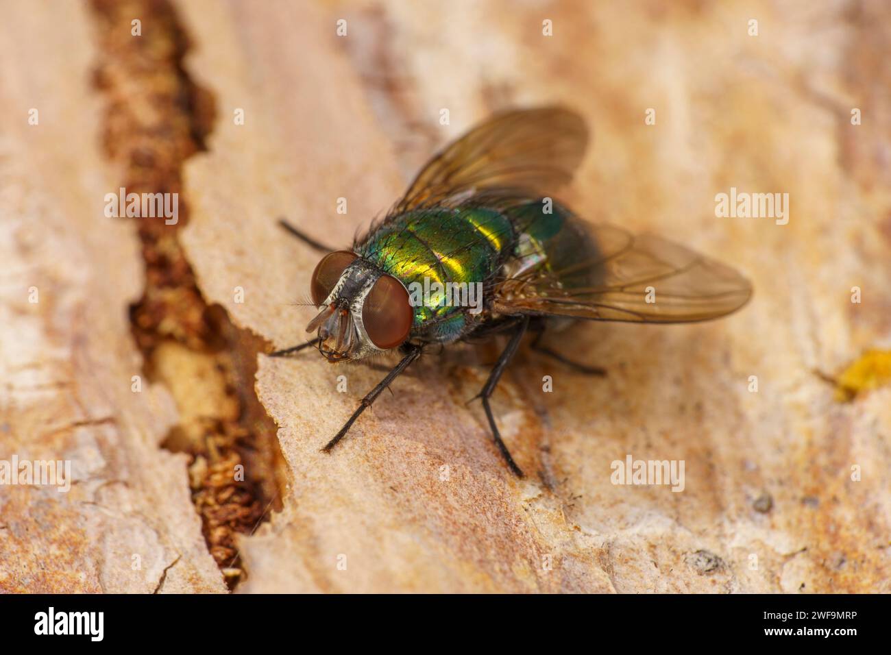 Lucilia sericata Common green bottle fly Sheep blow fly Family Calliphoridae Genus Lucilia fly wild nature insect wallpaper Stock Photo