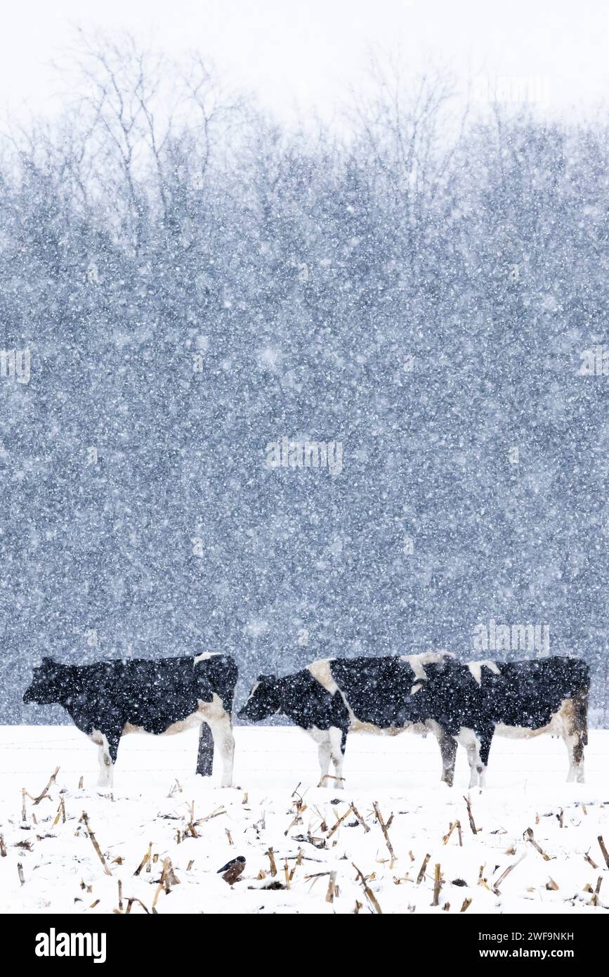 Holstein cattle on an Amish farm during a winter snowstorm in Mecosta County, Michigan, USA Stock Photo