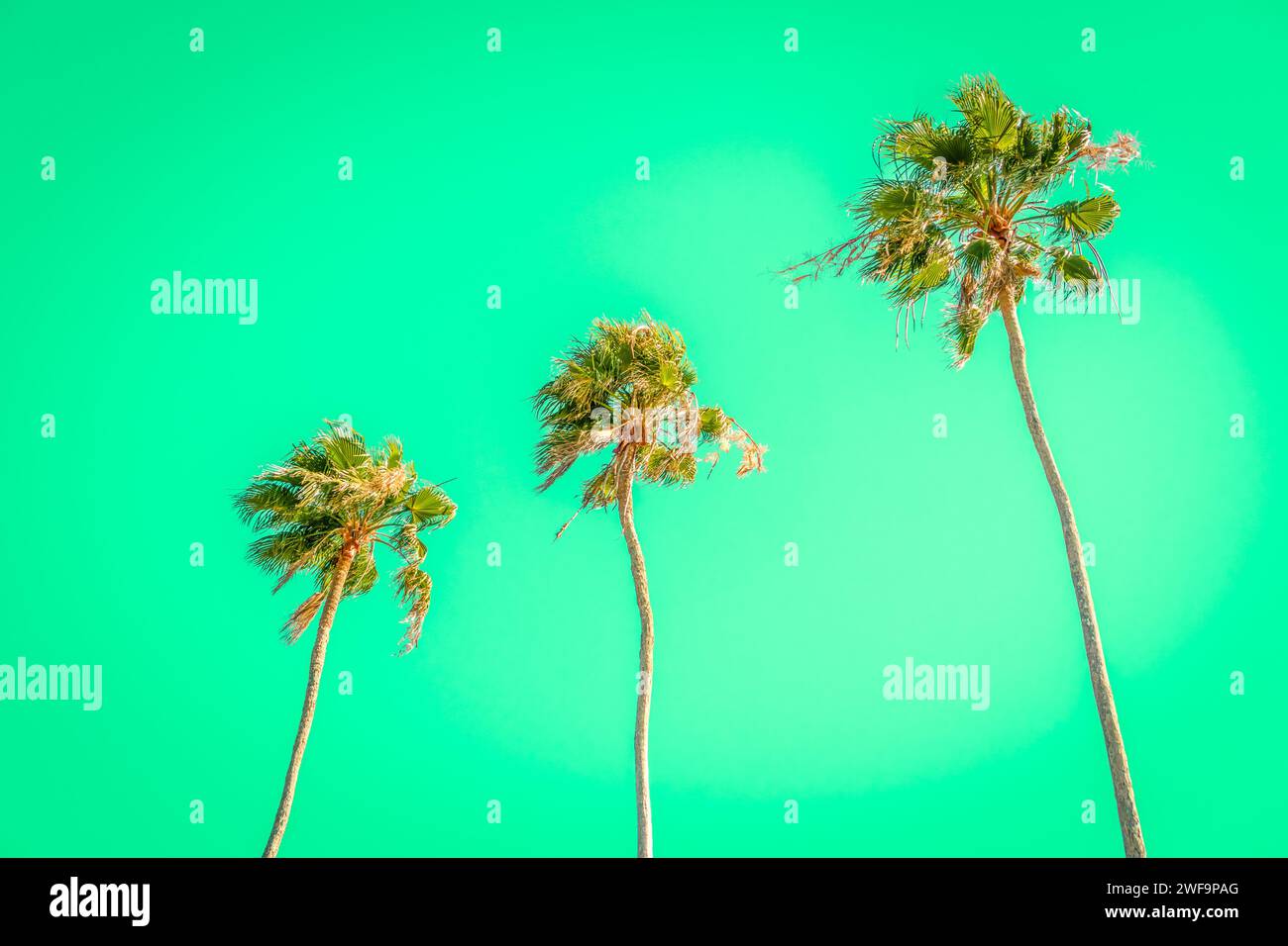 Row of palm trees hi-res stock photography and images - Alamy