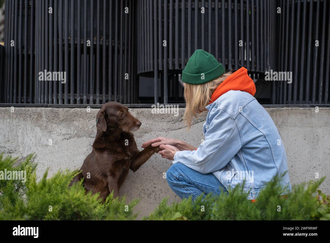 Brown homeless stray dog giving paw to kind guy sitting on haunches in city street, stroking pet Stock Photo
