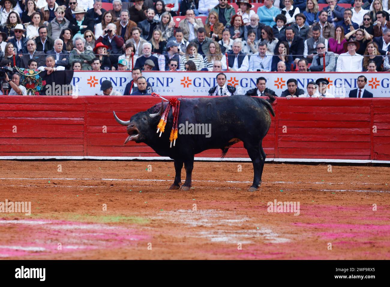 Mexico City, Ciudad de Mexico, Mexico. 28th Jan, 2024. January 28, 2024, Mexico City, Mexico: A bull during the bullfighting event at Plaza Mexico after the bullfighting is allowed in Mexico City once again after the Supreme Court lifted a ban on the activity promoted by the NPO 'Justicia Justa'. on January 28, 2024 in Mexico City, Mexico. (Credit Image: © Alejandro Medina Guzman/eyepix via ZUMA Press Wire) EDITORIAL USAGE ONLY! Not for Commercial USAGE! Stock Photo