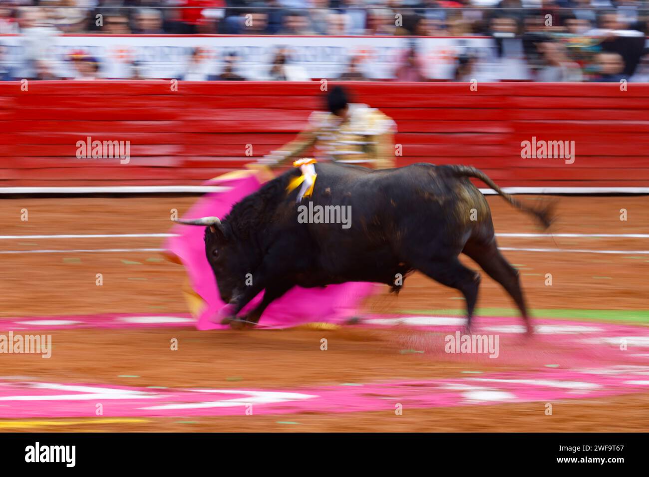 Mexico City, Ciudad de Mexico, Mexico. 28th Jan, 2024. January 28, 2024, Mexico City, Mexico: Andrés Roca Rey challenges the bull during his participation in the bullfighting event at Plaza Mexico after the bullfighting is allowed in Mexico City once again after the Supreme Court lifted a ban on the activity promoted by the NPO 'Justicia Justa'. on January 28, 2024 in Mexico City, Mexico. (Credit Image: © Alejandro Medina Guzman/eyepix via ZUMA Press Wire) EDITORIAL USAGE ONLY! Not for Commercial USAGE! Stock Photo