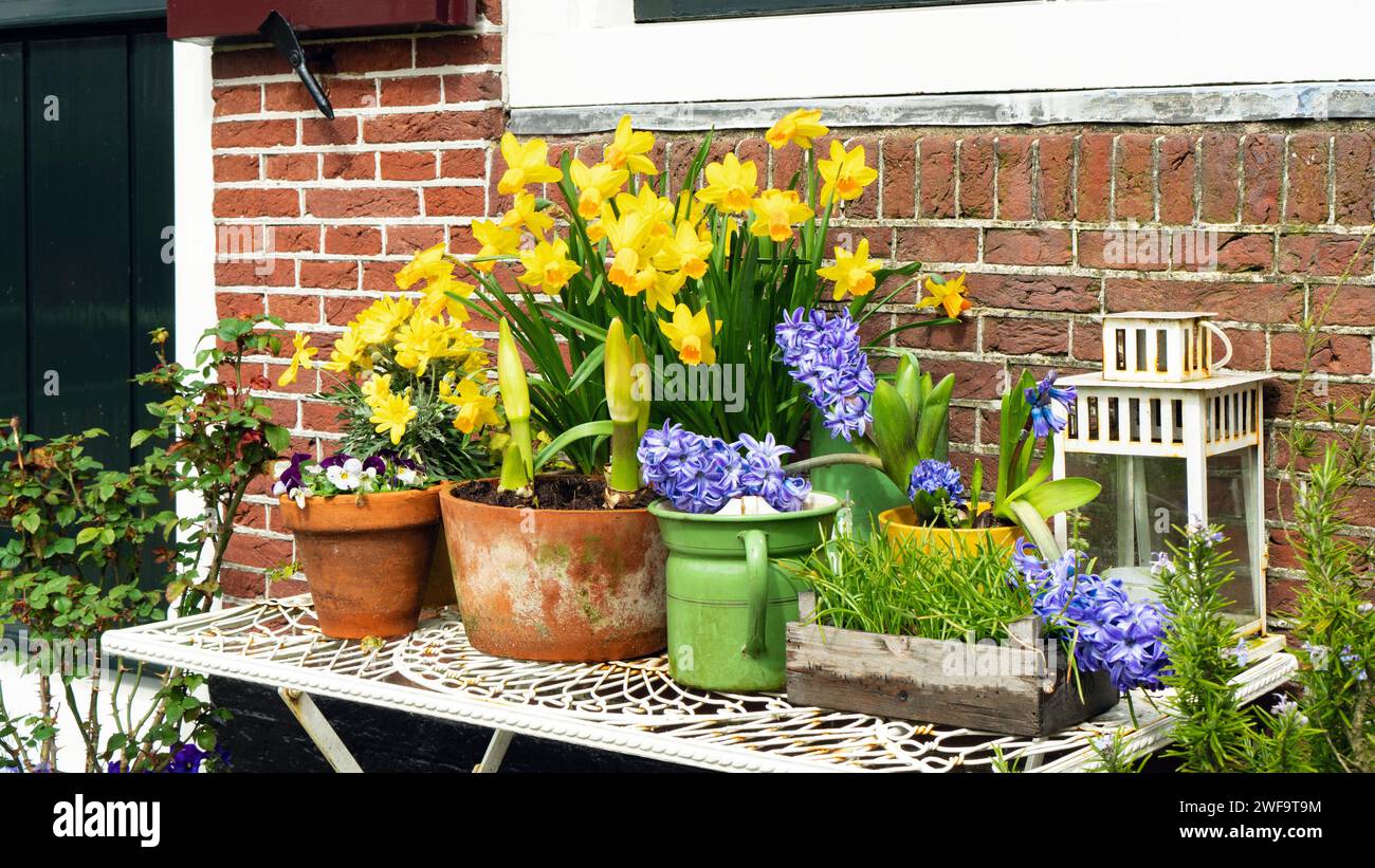 Stylish floral arrangement in rustic style. Yellow daffodils and blue hyacinths decorate a village house on a sunny spring day. Dutch style of landsca Stock Photo