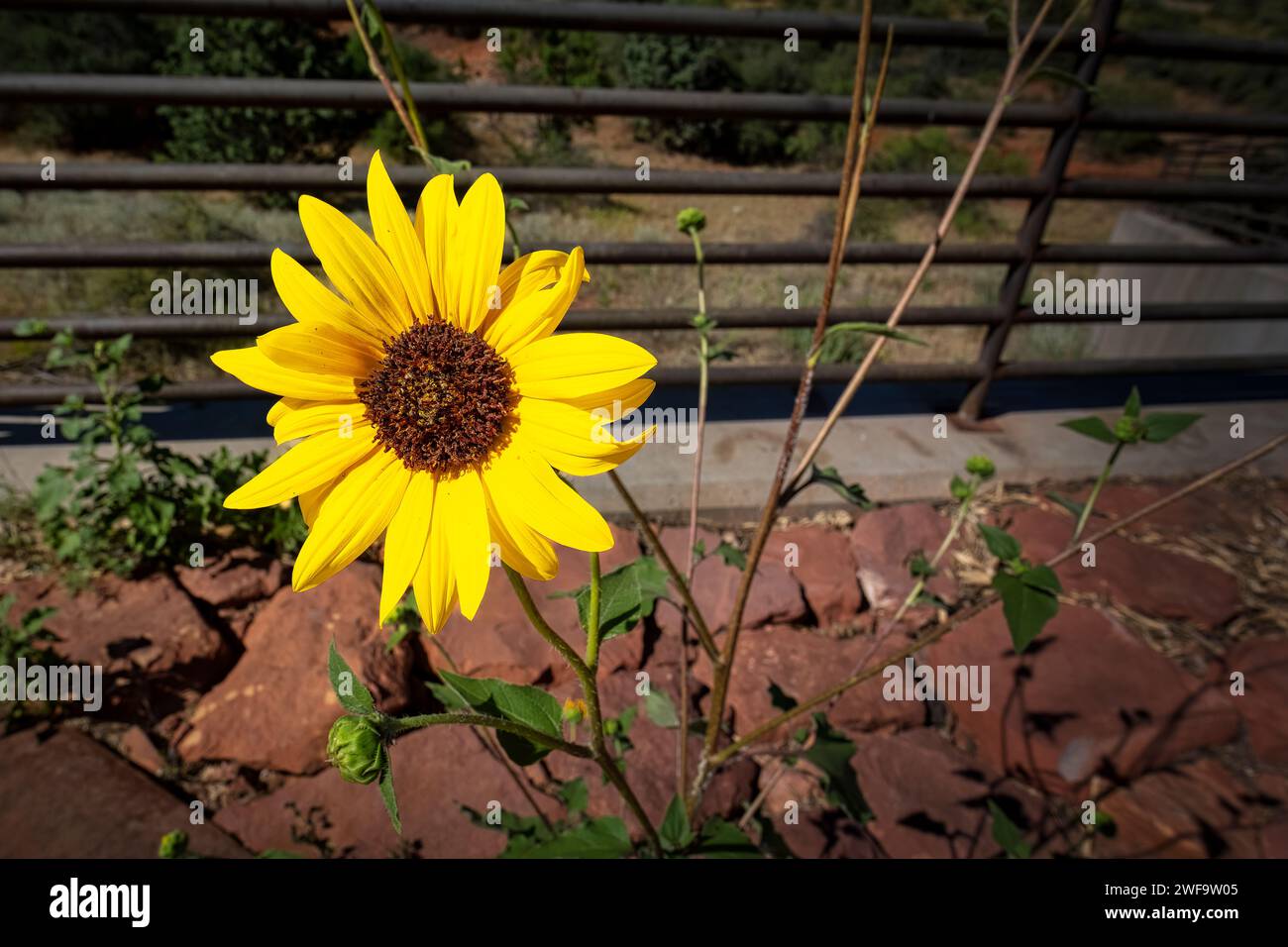 Close-up of a vibrant yellow flower with delicate petals, gracefully positioned near a rustic fence in a picturesque field Stock Photo
