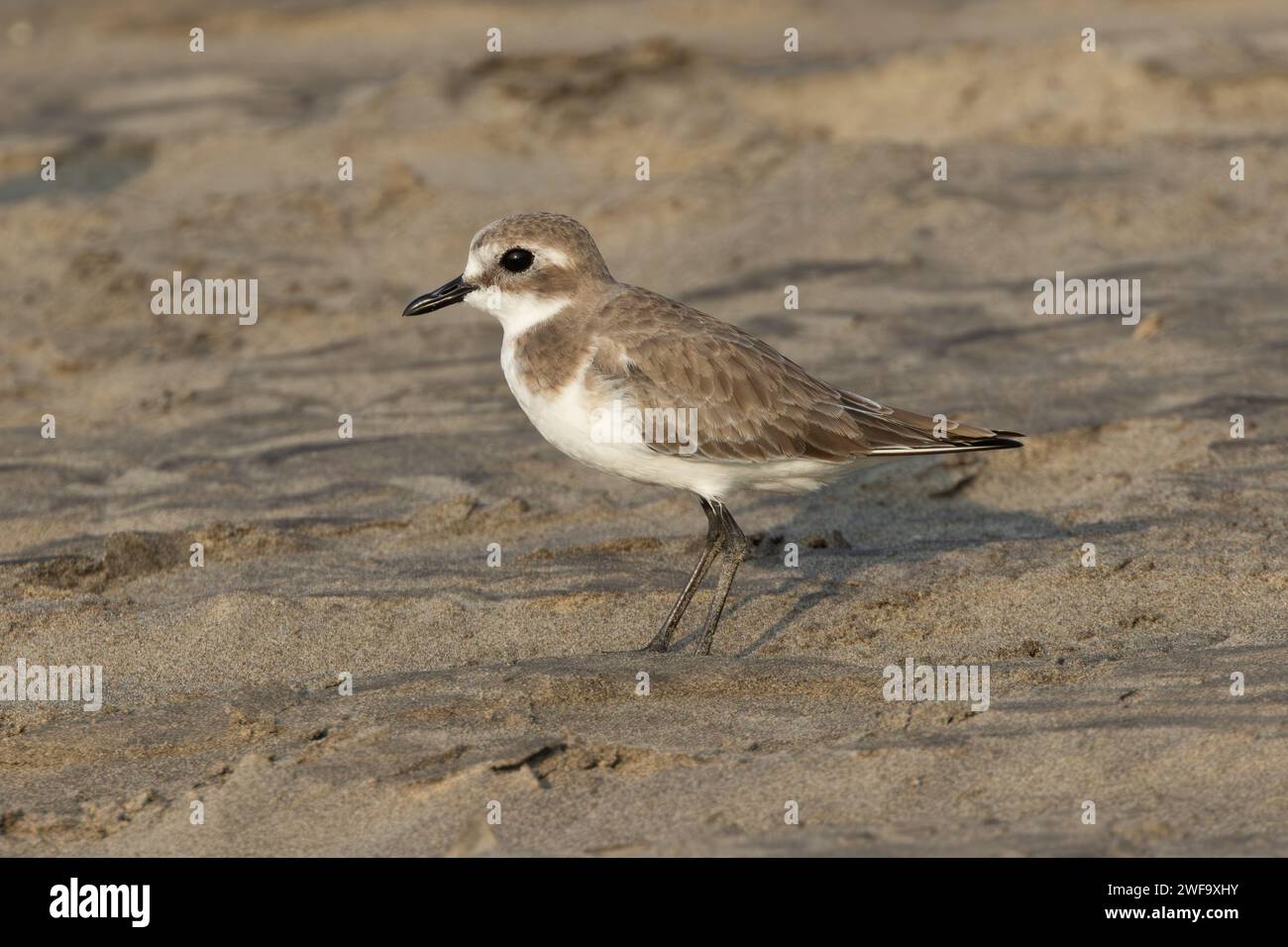 Greater Sandplover (Anarhynchus leschenaultii) Morjim Beach, Goa, India Stock Photo