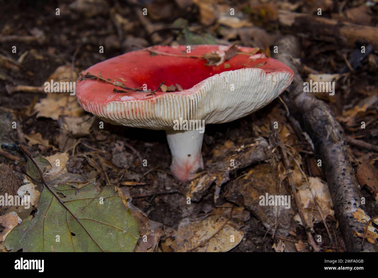 Rosy russula, its scientific name is Russula lepida Stock Photo