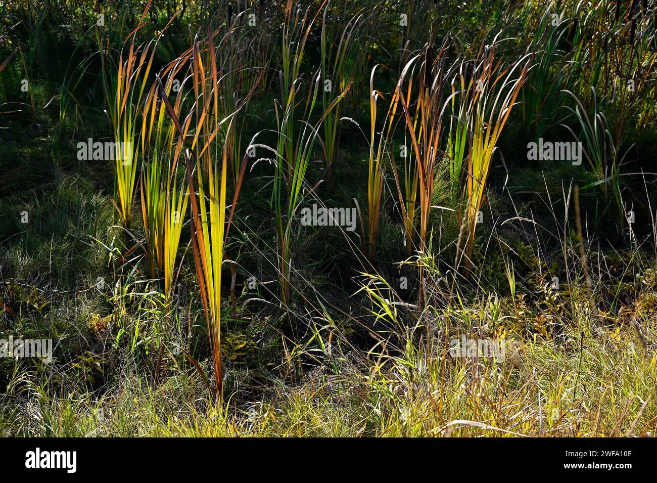 marsh plants and grass illuminated by the sun Stock Photo