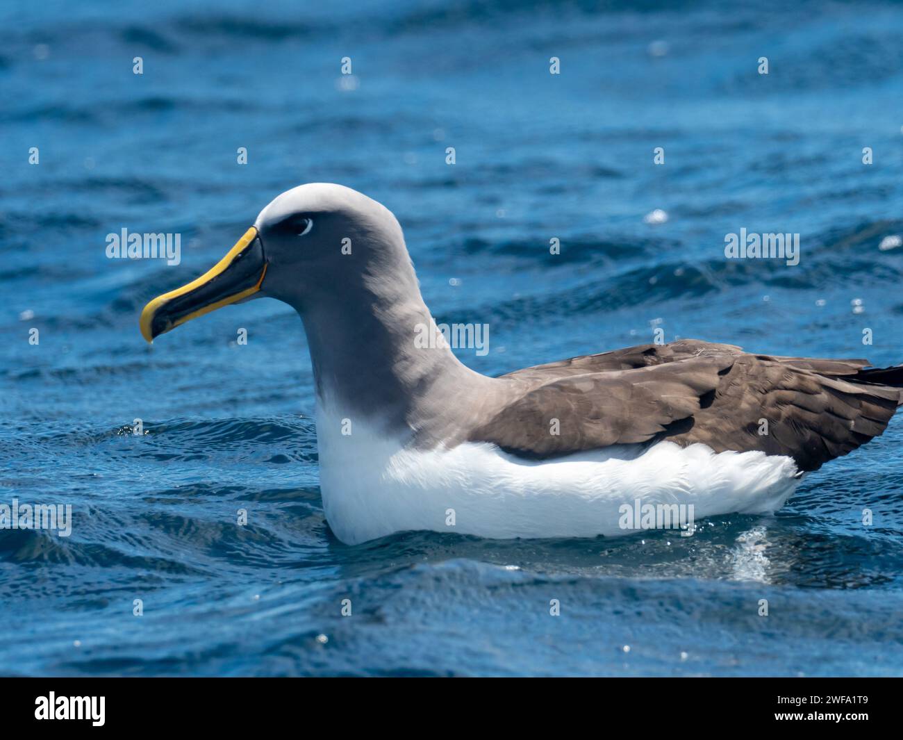 Buller's Albatross, Thalassarche bulleri platei, at sea at the Chatham Islands, New Zealand Stock Photo