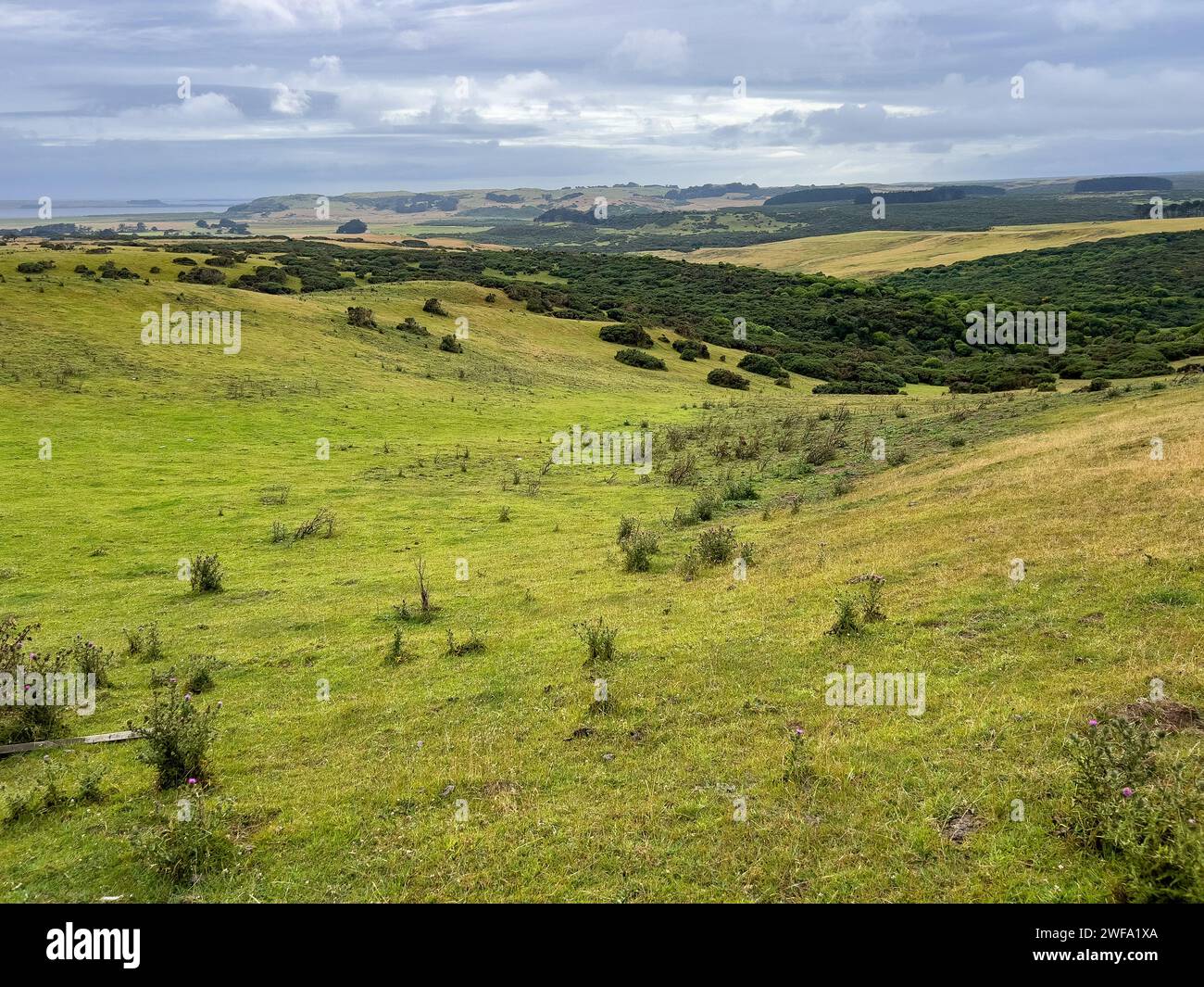 The scenic windswept landscape of Chatham Island, New Zealand Stock Photo