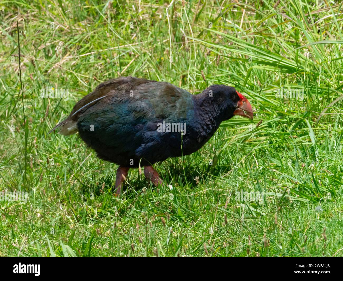 South Island Takahe, Porphyrio hochstetteri, an endemic flightless bird found in New Zealand Stock Photo