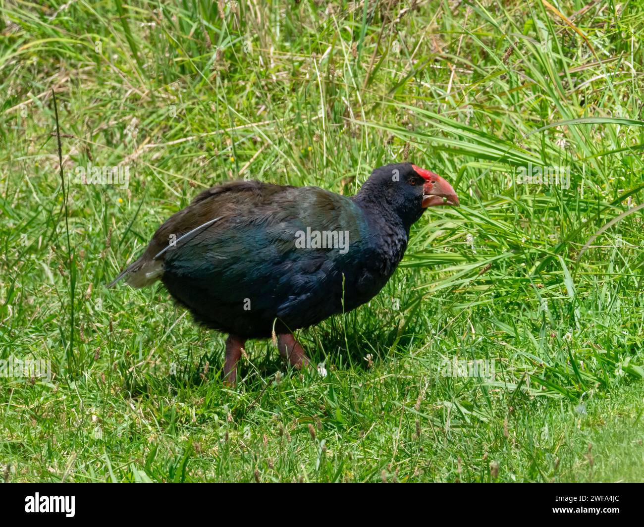 South Island Takahe, Porphyrio hochstetteri, an endemic flightless bird found in New Zealand Stock Photo