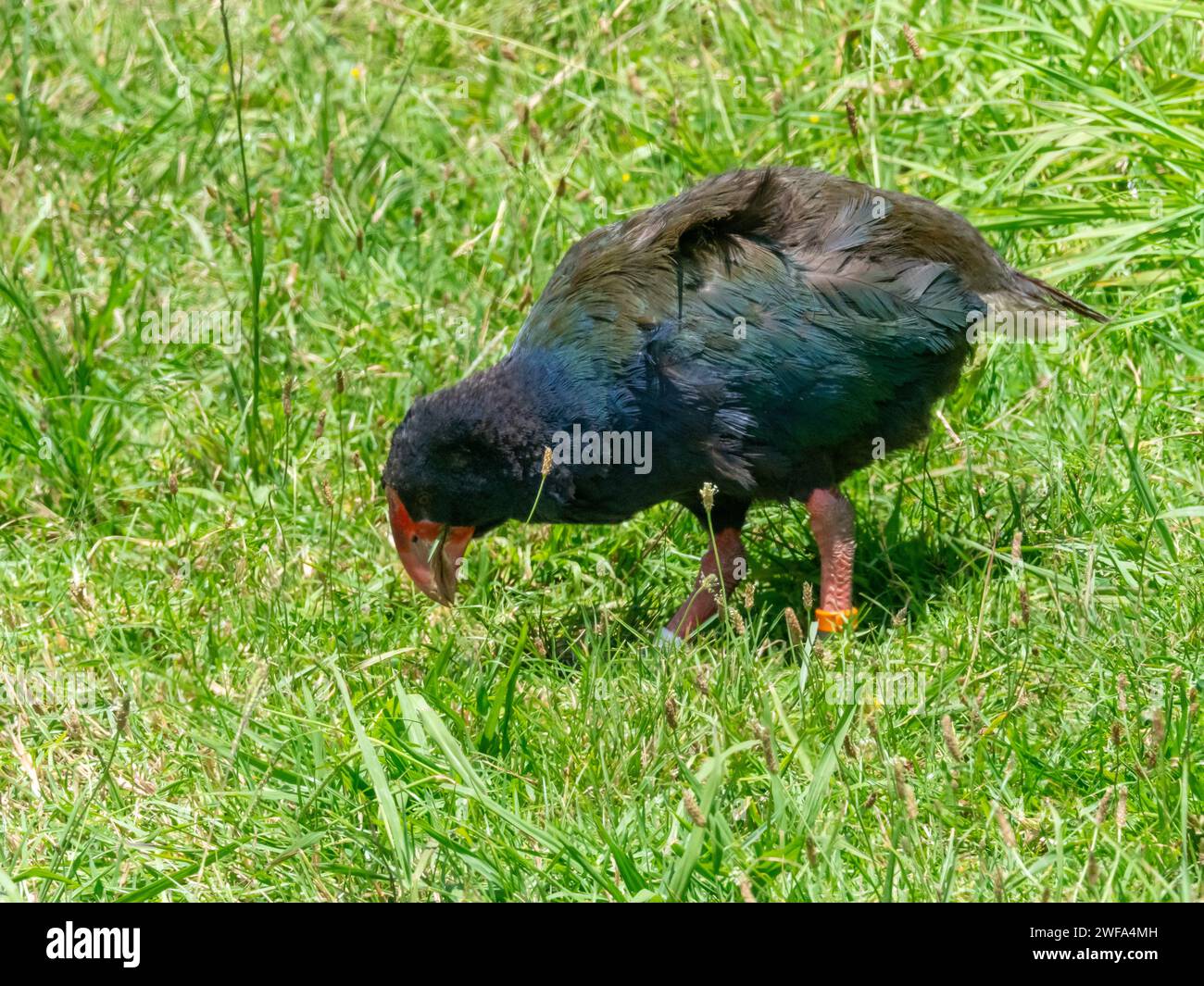 South Island Takahe, Porphyrio hochstetteri, an endemic flightless bird found in New Zealand Stock Photo