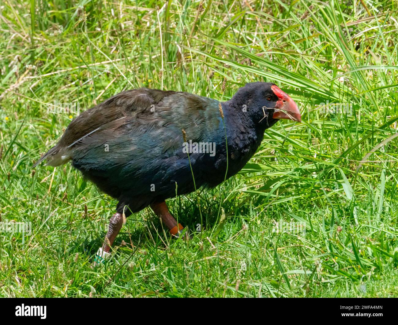 South Island Takahe, Porphyrio hochstetteri, an endemic flightless bird found in New Zealand Stock Photo