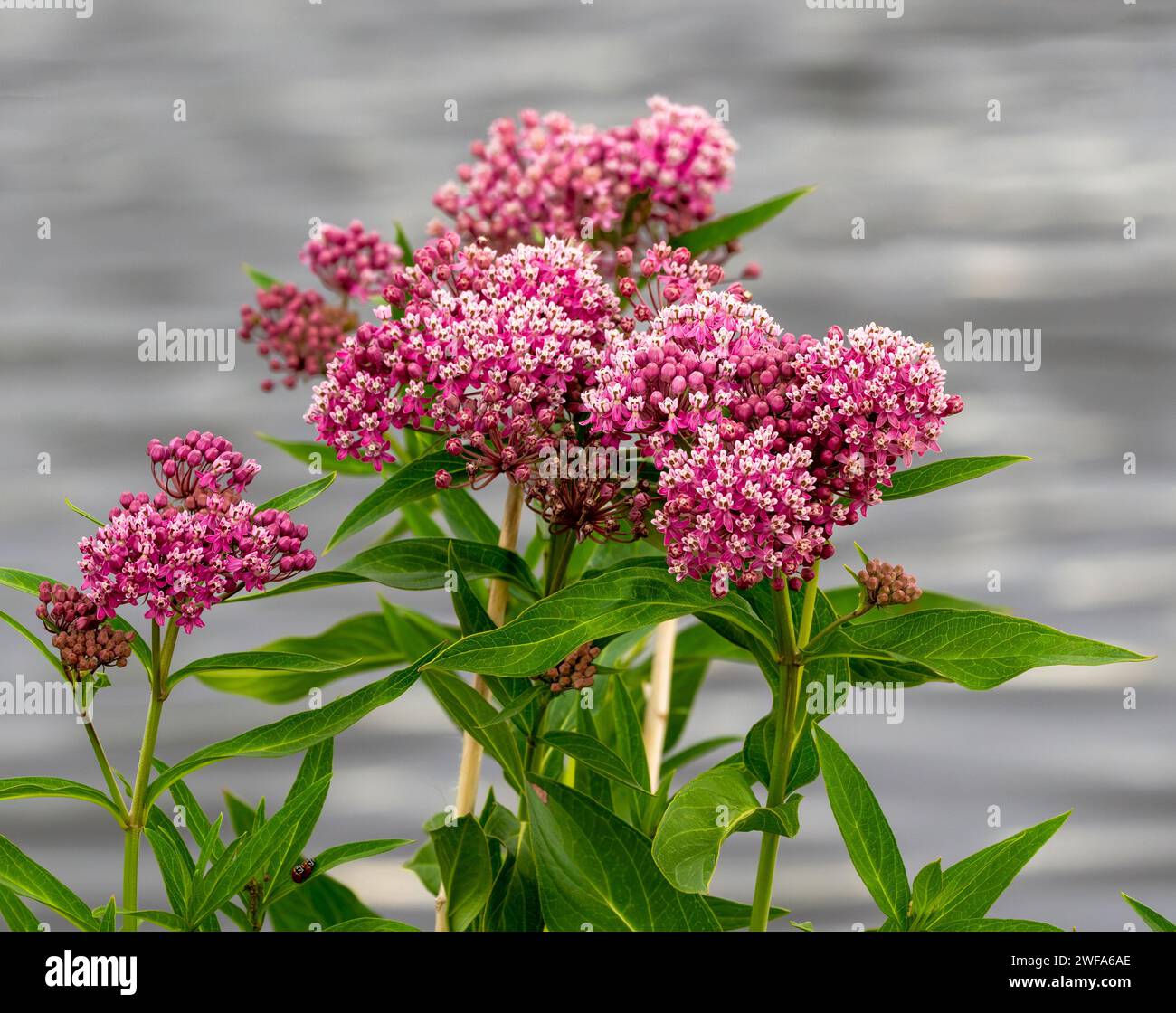 A cluster of Swamp Milkweed flowers at the peak of their blooming season in mid Summer. Stock Photo