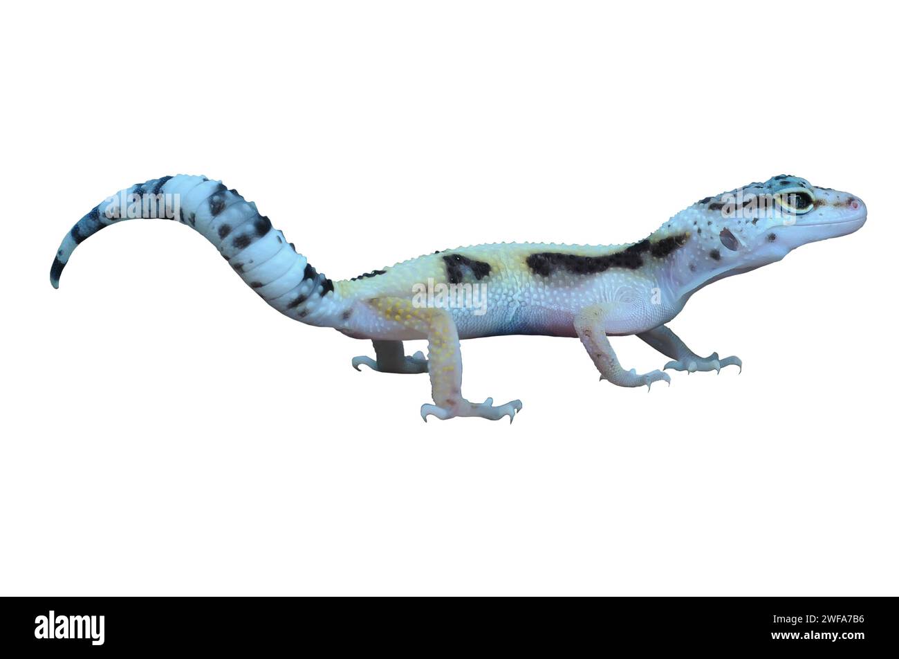 Leopard Gecko or Eublepharis macularius in White Solid Background. Stock Photo