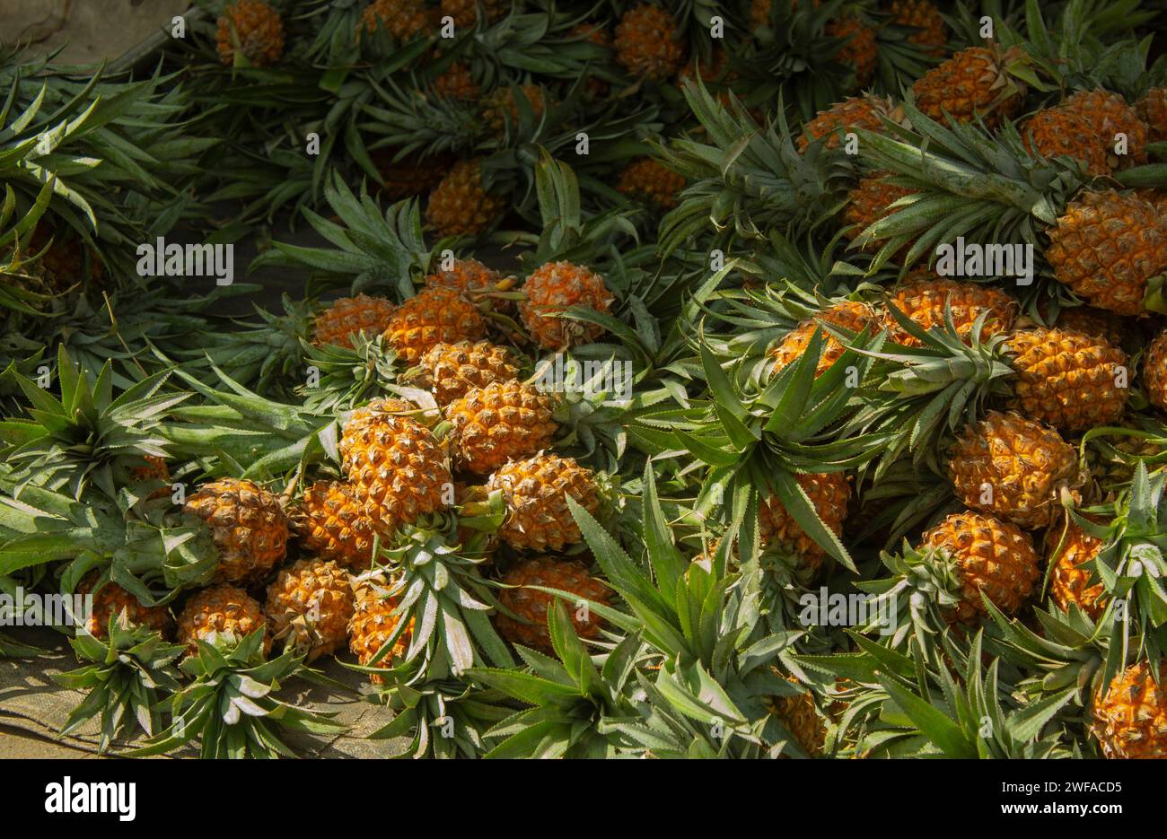 piles of pineapples on display at the market for sale Stock Photo - Alamy