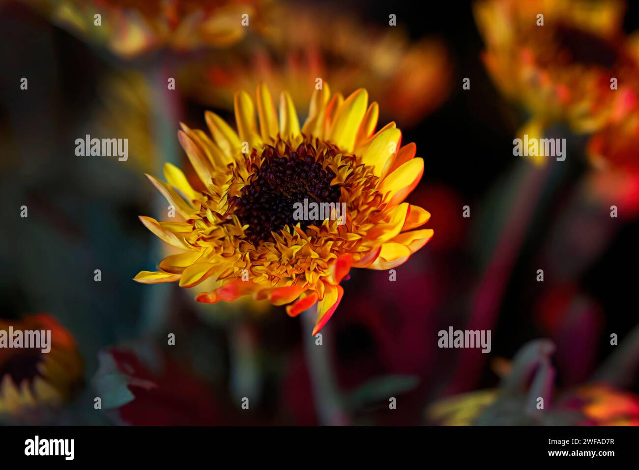 Beautiful golden miniature sunflowers, flora, botanical garden blooms, for fine art prints. Stock Photo