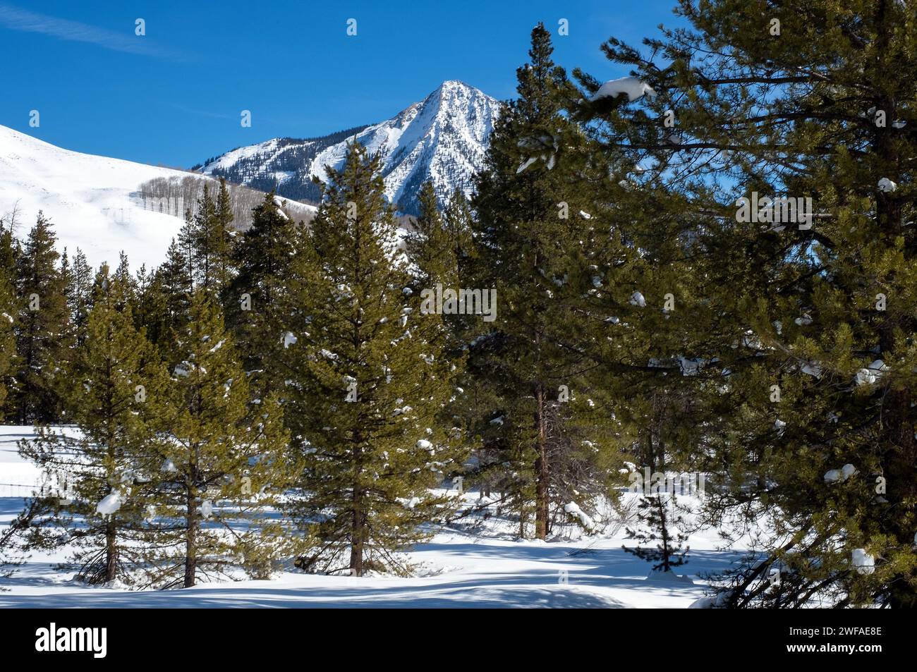 MT, USA. 28th Jan, 2024. Crested Butte peeks through the evergreens in