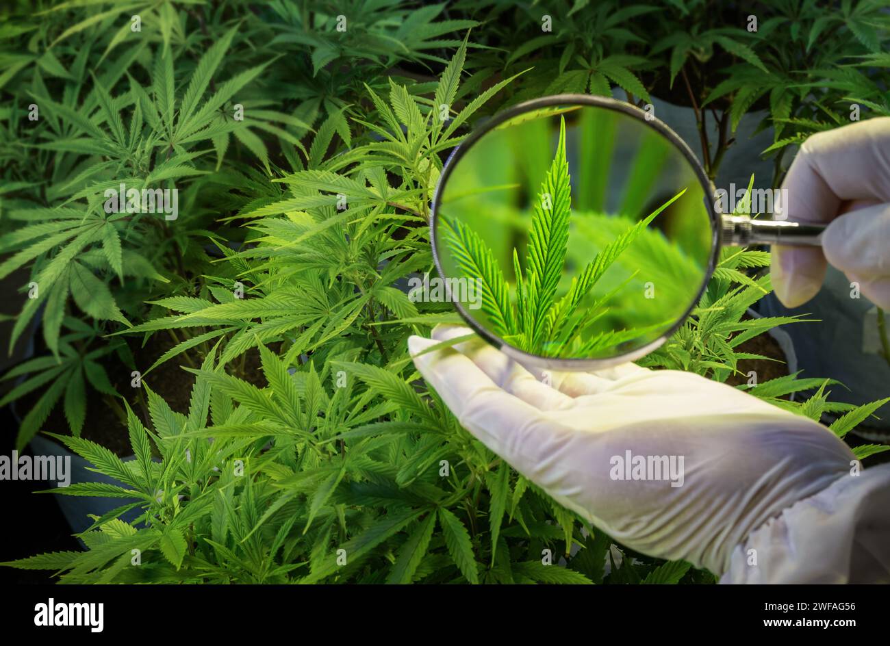 Hands in gloves examine a cannabis leaf through a magnifying glass. Stock Photo