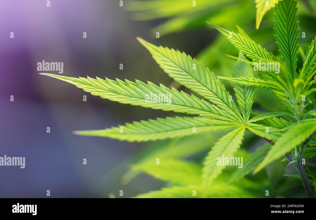 Fresh cannabis leaves close-up under UV lamps Stock Photo