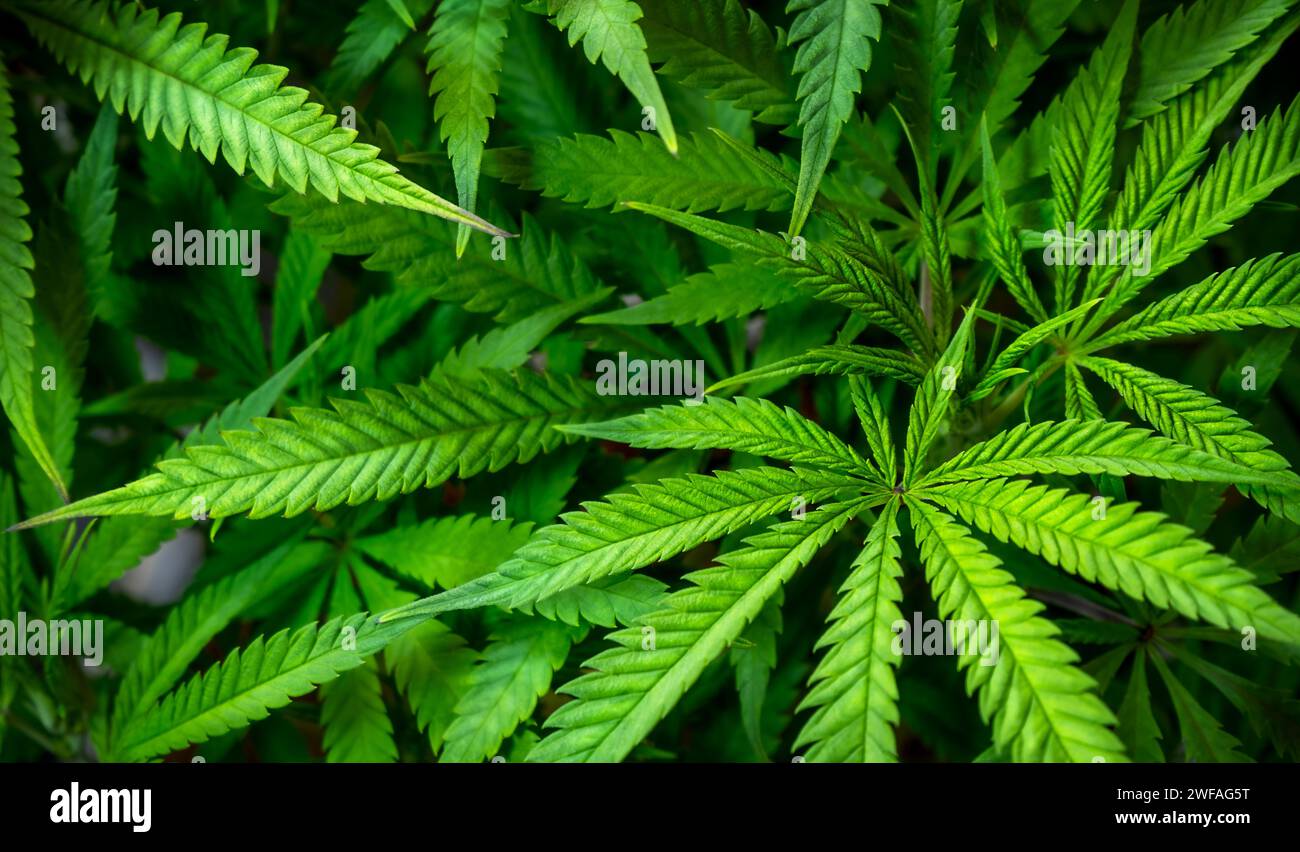 Fresh green cannabis leaves natural background Stock Photo